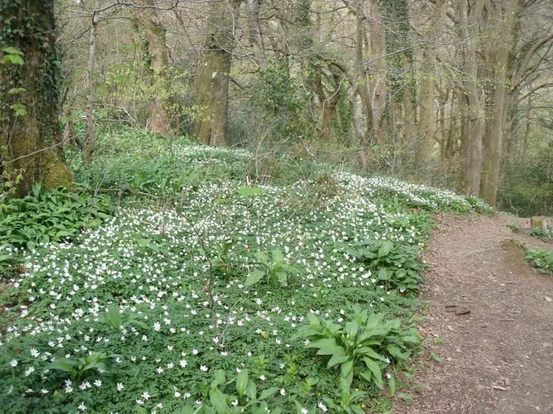 The woods above Caswell